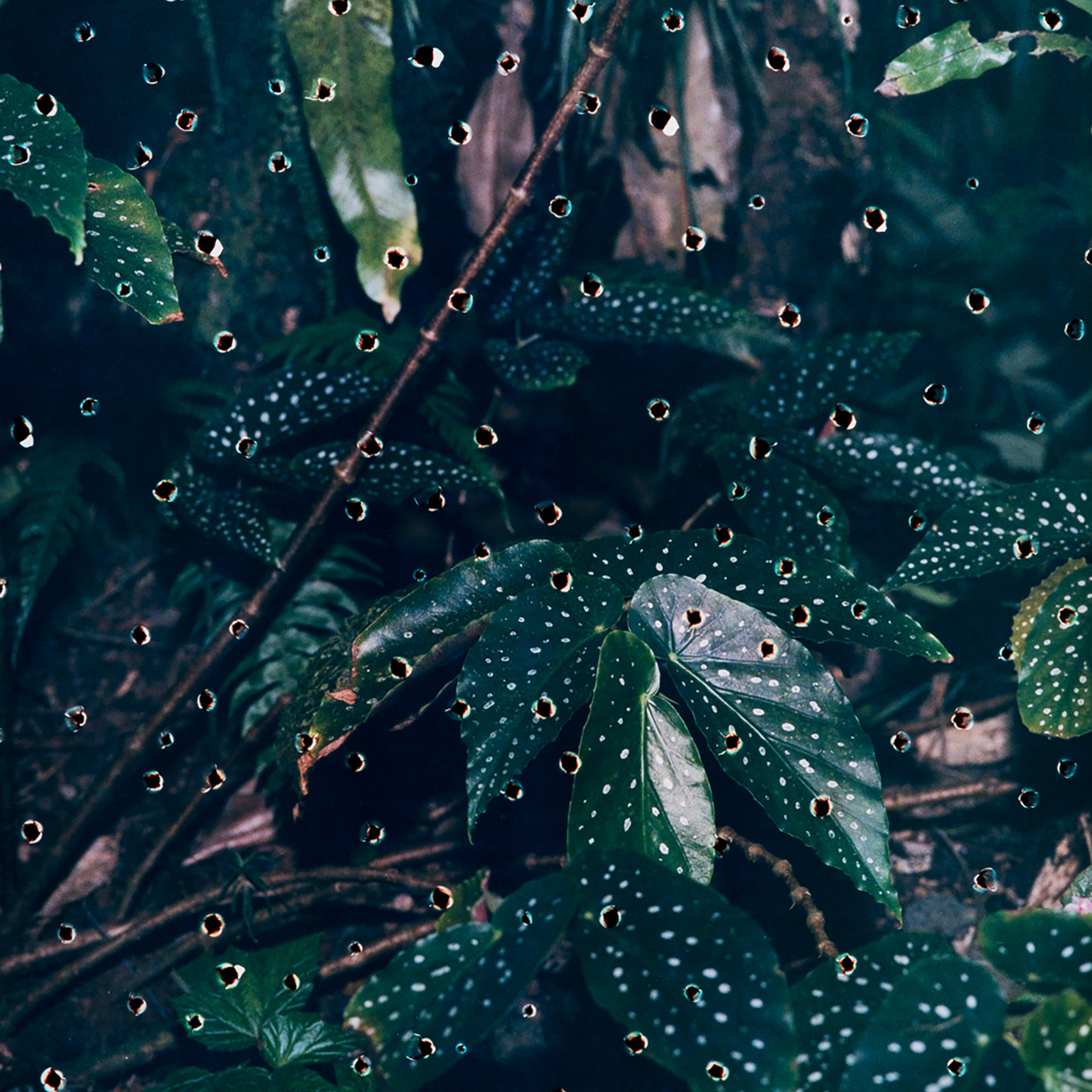 © Rebecca Najdowski