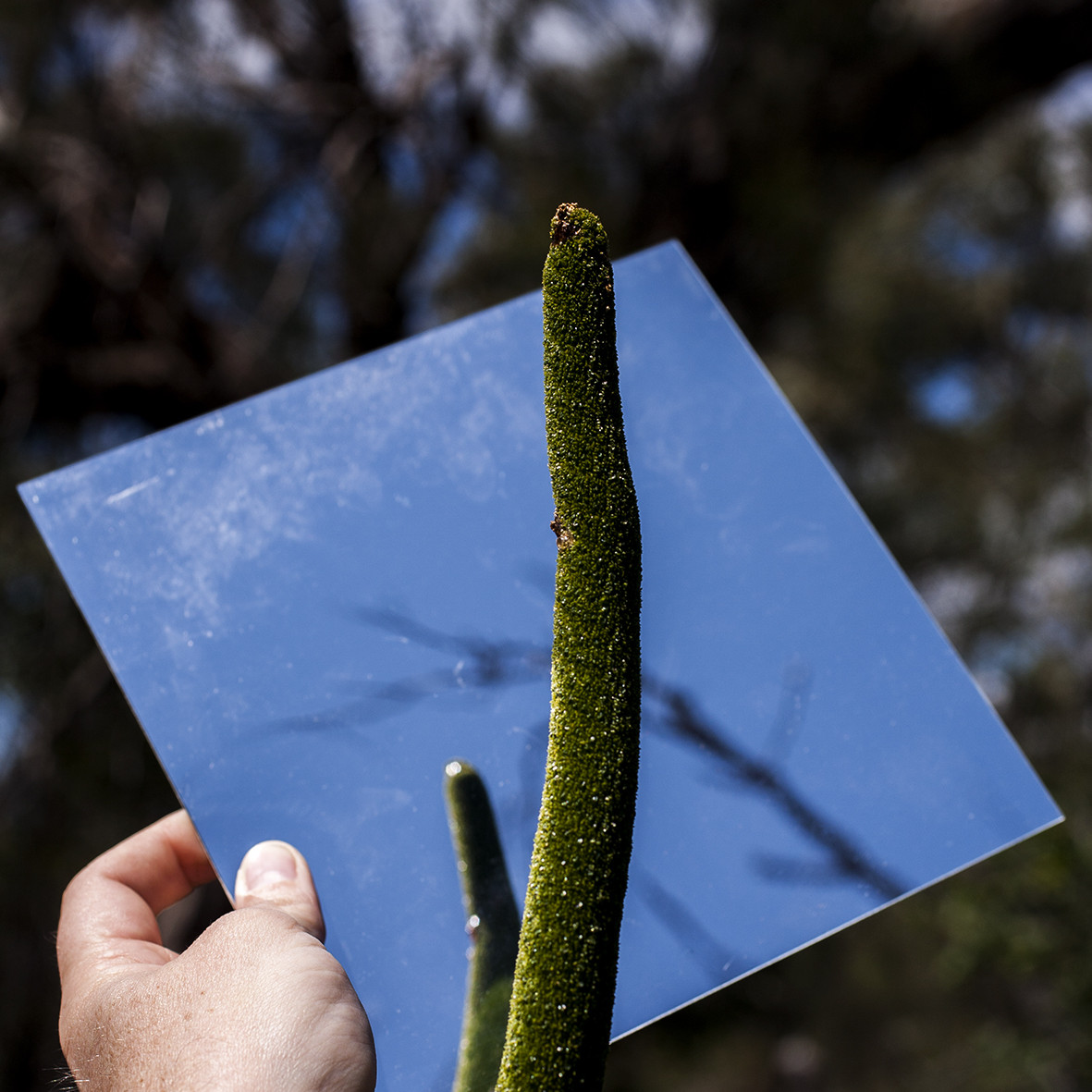 Image © Lyle Branson