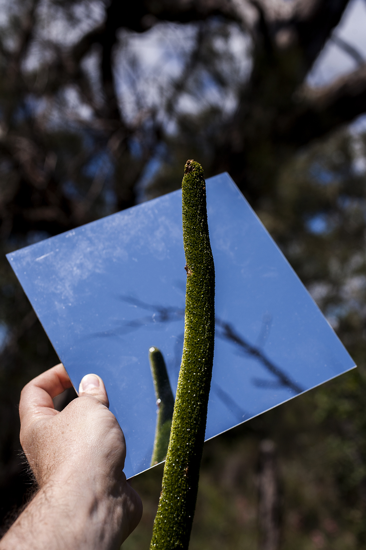 Image © Lyle Branson